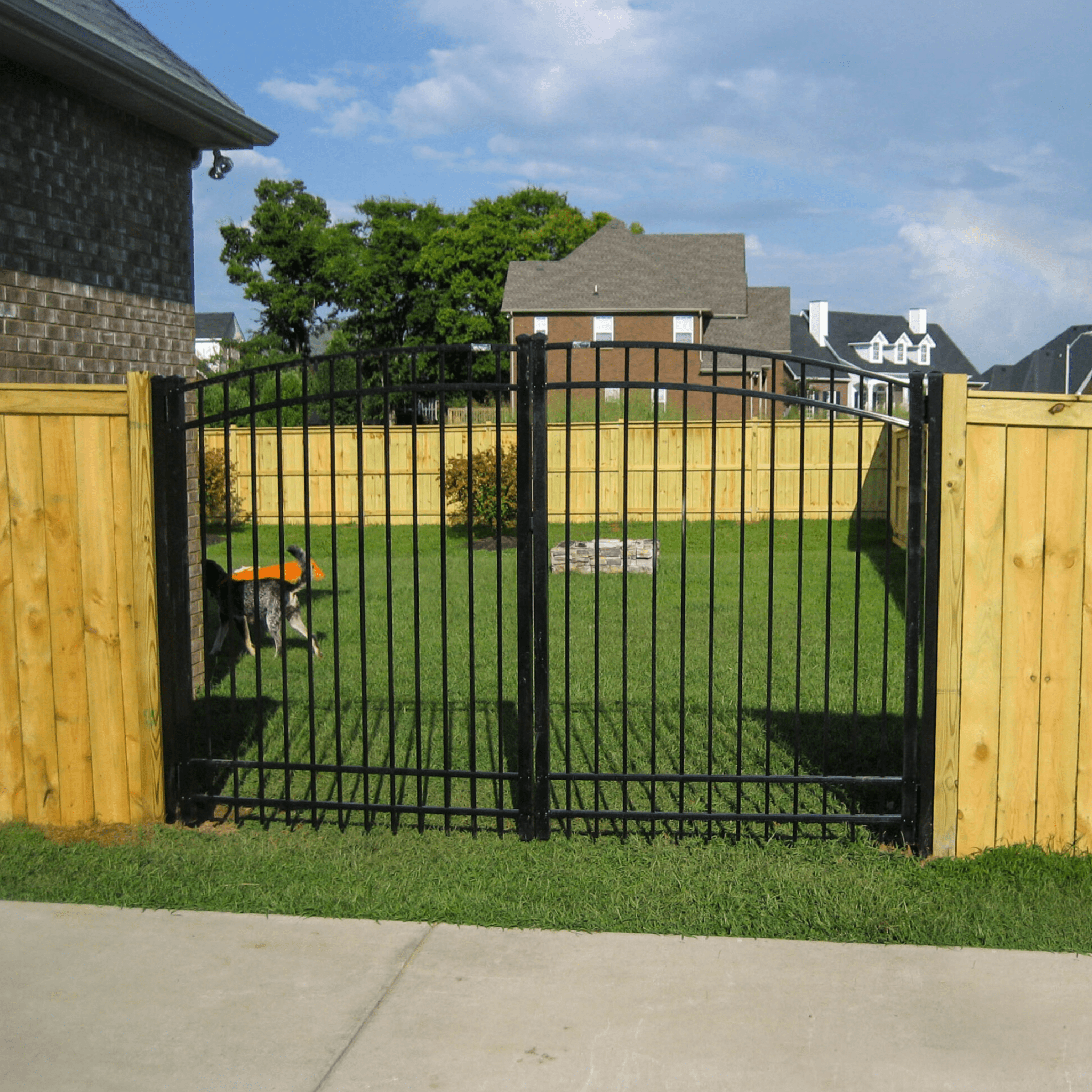 Frame 2095584581 Black gate, wooden fence, green lawn, dog.